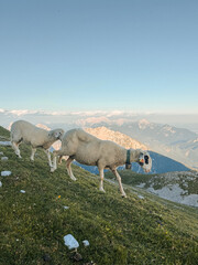 Naklejka premium sheep in the mountains