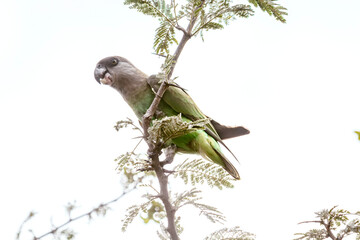 Brown headed Parrot   eating on a branchg isolated in white background in greater Kruger national park, South Africa; specie Poicephalus cryptoxanthus family of Psittacidae