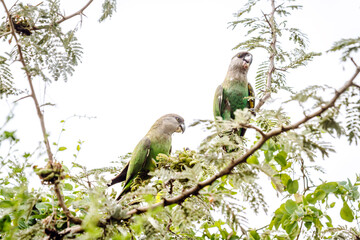 Brown headed Parrot  couple eating fruit in a tree in greater Kruger national park, South Africa; specie Poicephalus cryptoxanthus family of Psittacidae