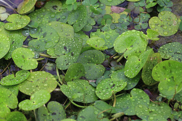 Beautiful lotus with green leaves in the pond. A close-up of a beautiful water lily plant in the...
