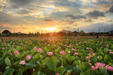 Beautiful lotus with green leaves in the pond. A close-up of a beautiful water lily plant in the water in the pond on a summer day.