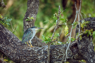 Green backed heron standing on a trunk with lush background in Greater Kruger National park, South...