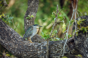Green backed heron standing on a trunk with lush background in Greater Kruger National park, South...
