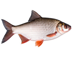 Obraz premium Stunning freshwater fish specimen with glistening scales and bright orange fins captured in detail.