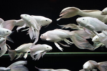 Close-Up of Long-Finned Koi Fish Swimming in an Aquarium