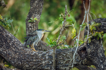 Green backed heron standing on a trunk with lush background in Greater Kruger National park, South...
