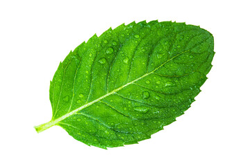 Obraz premium Close-up of fresh, bright mint leaf with water droplets isolated on transparent background.