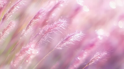 Close up of pink pampas grass with a soft focus and bokeh effect creating a dreamy atmosphere