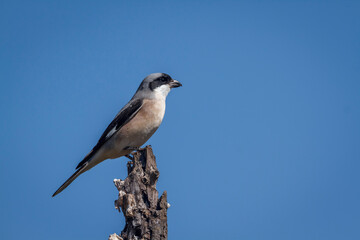 Lesser Grey Shrike standing on a log isolated in blue sky in Greater Kruger National park, South...