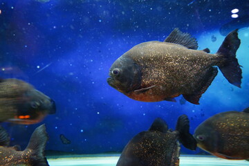 Close-Up of Piranhas Swimming in a Fish Tank