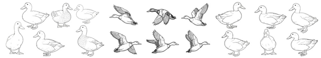 Obraz premium Various ducks in different poses and angles on white background 