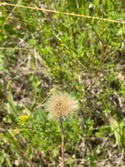 dandelion seed head