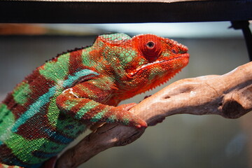 Close-Up of Colorful Panther Chameleon Displaying Red and Green Camouflage on a Branch