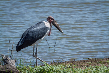 Marabou stork walking along lake side in Greater Kruger National park, South Africa ; Specie...