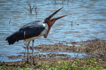 Marabou stork eating along water in Greater Kruger National park, South Africa ; Specie Leptoptilos...