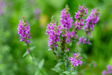 Flower Buds Lythrum salicaria plant blooming