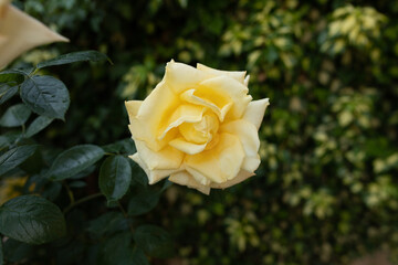 closeup: yellow rose surrounded by dark green leaves