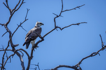 Martial Eagle juvenile standing on branch isolated in blue sky in Kgalagadi transfrontier park,...