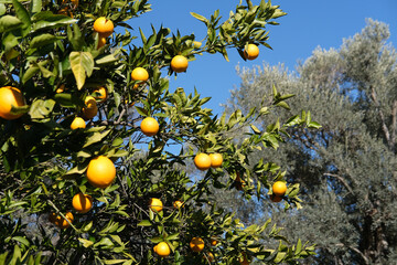 garden with orange trees, organic mediyterranean farm concept, sunny natural background