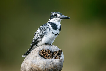 Pied kingfisher in Greater Kruger National park, South Africa ; Specie Ceryle rudis family of...