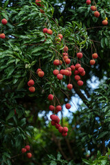The lychee trees in Foling Lake Ecological Tourism Area, Liaobu Town, Dongguan are laden with ripe Guiwei lychees.