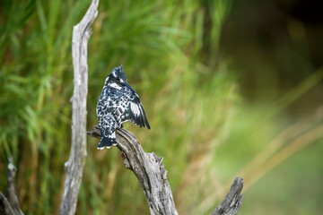 Pied kingfisher grooming on a branch rear view in Greater Kruger National park, South Africa ;...