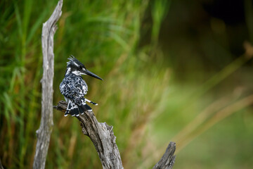 Pied kingfisher grooming on a branch rear view in Greater Kruger National park, South Africa ;...