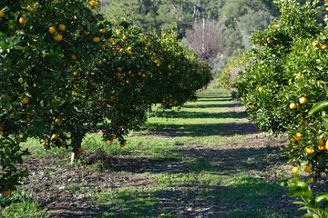 garden with orange trees, organic mediyterranean farm concept, sunny natural background