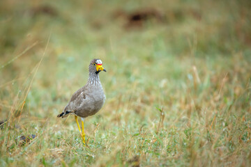 African wattled Lapwing walking in green savannah in Greater Kruger National park, South Africa ;...