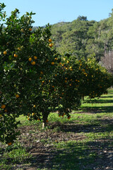 orange organic orchird long trees rows with ripe citrus fruits