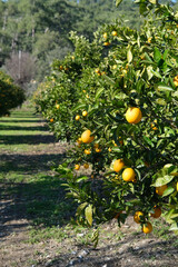 orange organic orchird long trees rows with ripe citrus fruits