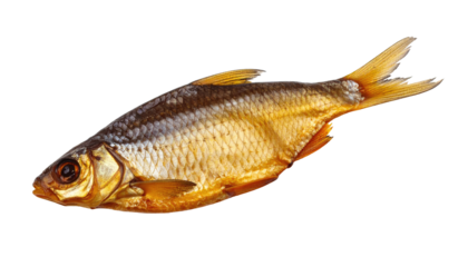 Freshly Caught Fish on White Background Displaying Bright Colors