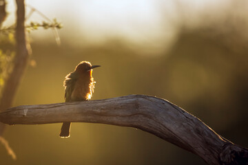 White fronted Bee eater standing on a log backlit front view in Greater Kruger National park, South...