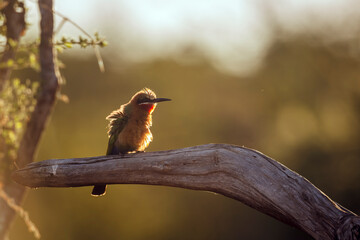 White fronted Bee eater standing on a log backlit front view in Greater Kruger National park, South...