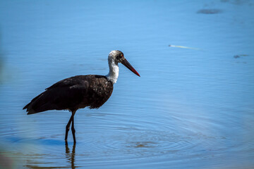 Woolly necked stork standing in middle of water in Greater Kruger National park, South Africa ; specie Ciconia episcopus family of Ciconiidae