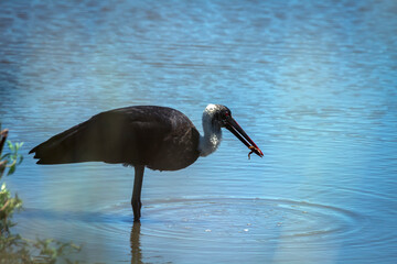 Woolly necked stork catch a frog prey in middle of water in Greater Kruger National park, South...