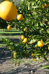 orange organic orchird long trees rows with ripe citrus fruits