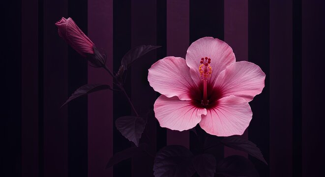 A Stunning Pink Hibiscus Blossom Against a Deep Purple Striped Background
