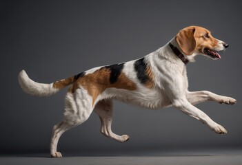 foxhound dog isolated on grey neutral studio background adorable doggy, lovely pet 9
