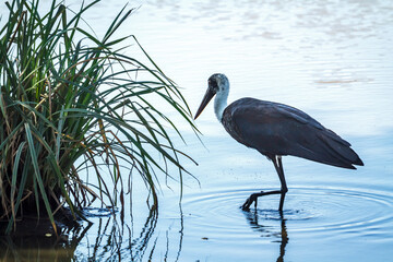 Woolly necked stork walking in middle of water in Greater Kruger National park, South Africa ;...
