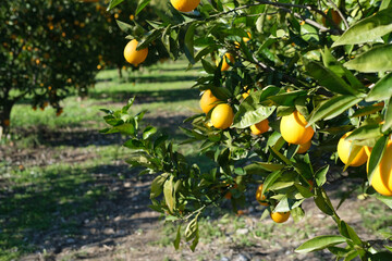 orange organic orchird long trees rows with ripe citrus fruits