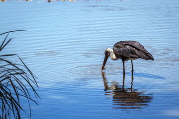 Woolly necked stork catch a frog prey in middle of water in Greater Kruger National park, South...
