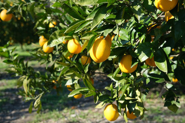 garden with orange trees, organic mediyterranean farm concept, sunny natural background
