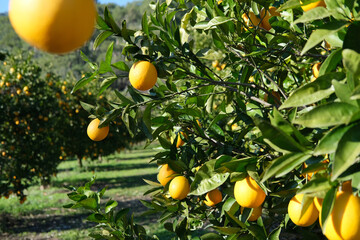 orange organic orchird long trees rows with ripe citrus fruits