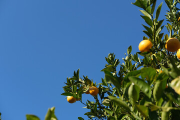 garden with orange trees, organic mediyterranean farm concept, sunny natural background