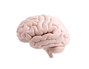 An accurate human brain model provides a clear visual representation of the complex organ