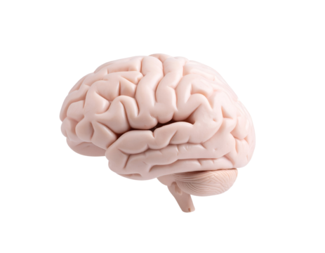 An accurate human brain model provides a clear visual representation of the complex organ