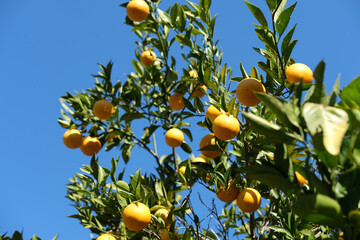 garden with orange trees, organic mediyterranean farm concept, sunny natural background