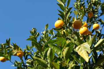 garden with orange trees, organic mediyterranean farm concept, sunny natural background
