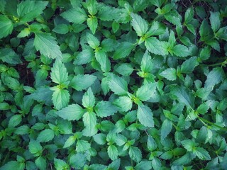 Seamless Pattern of Green Wild Leaves – Nature Background for Eco and Organic Themes